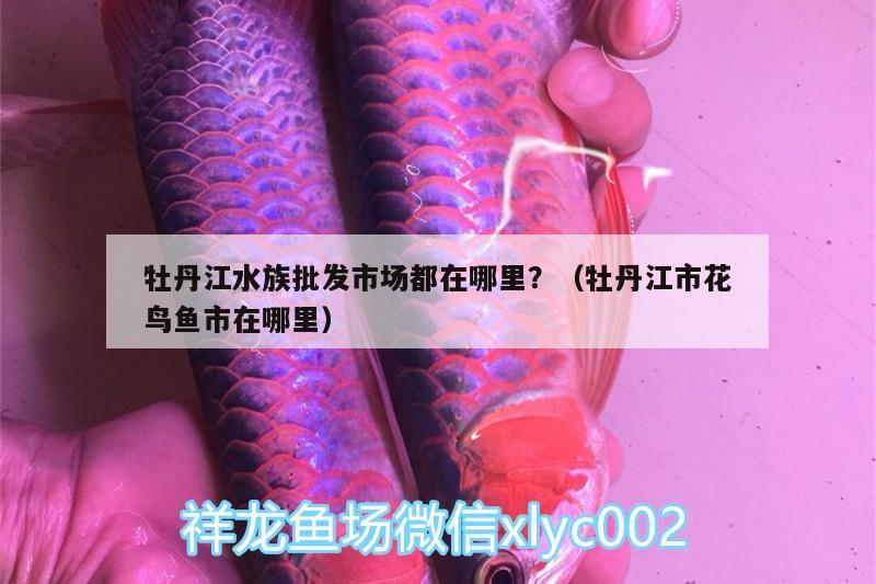 牡丹江水族批发市场都在哪里？（牡丹江市花鸟鱼市在哪里） 观赏鱼水族批发市场