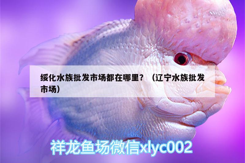 绥化水族批发市场都在哪里？（辽宁水族批发市场） 观赏鱼水族批发市场