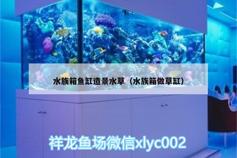 水族箱鱼缸造景水草（水族箱做草缸）