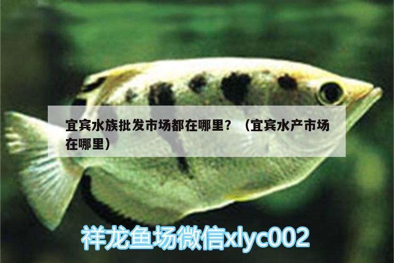 宜宾水族批发市场都在哪里？（宜宾水产市场在哪里） 观赏鱼水族批发市场