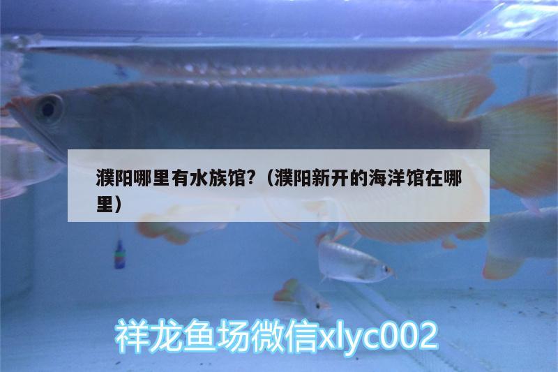 濮阳哪里有水族馆?（濮阳新开的海洋馆在哪里） 刀鱼鱼