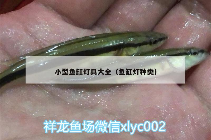 小型鱼缸灯具大全（鱼缸灯种类）