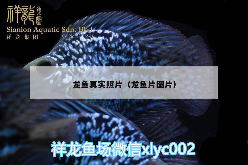 龙鱼真实照片（龙鱼片图片） 其它水族用具设备