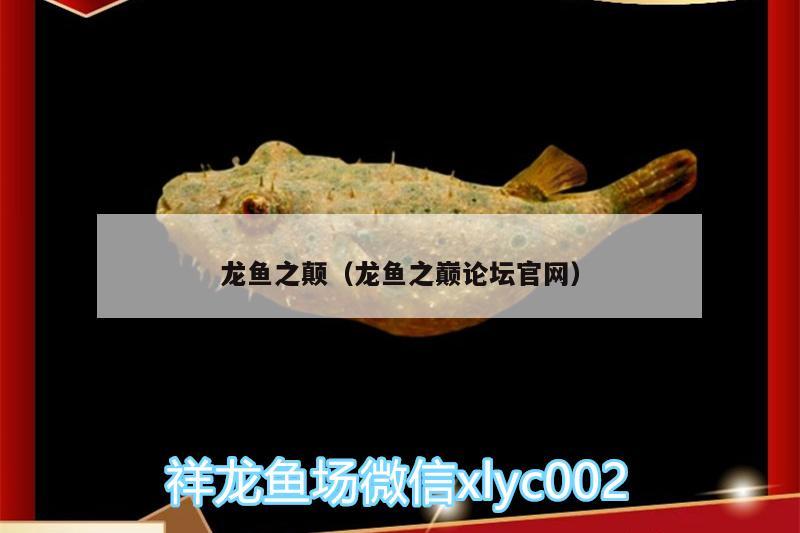 龙鱼之颠（龙鱼之巅论坛官网）