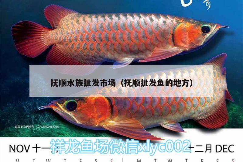 抚顺水族批发市场（抚顺批发鱼的地方） 观赏鱼水族批发市场