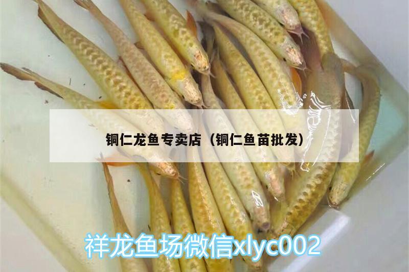 铜仁龙鱼专卖店（铜仁鱼苗批发） 苏虎苗（苏门答腊虎鱼苗）