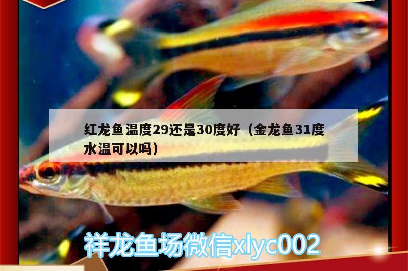 红龙鱼温度29还是30度好（金龙鱼31度水温可以吗）