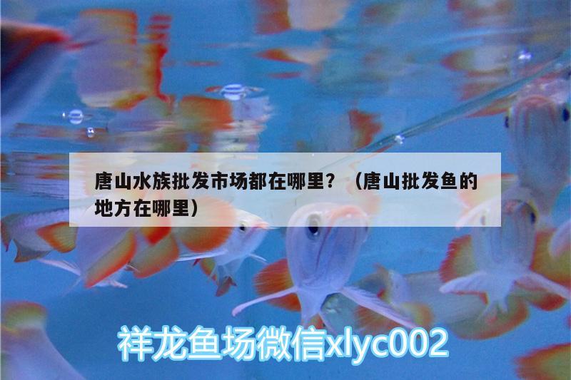 唐山水族批发市场都在哪里？（唐山批发鱼的地方在哪里）