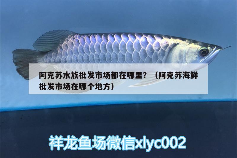 阿克苏水族批发市场都在哪里？（阿克苏海鲜批发市场在哪个地方） 观赏鱼水族批发市场