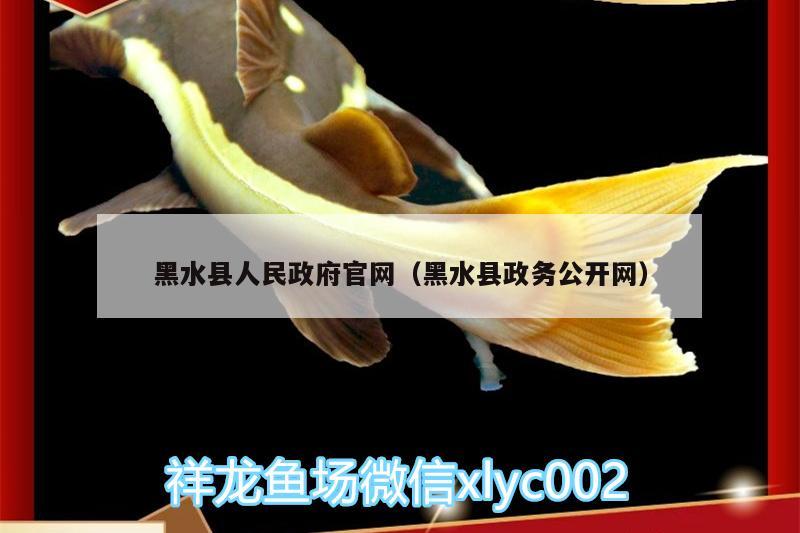 黑水县人民政府官网（黑水县政务公开网） 玫瑰银版鱼