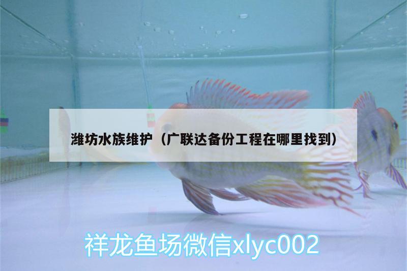 潍坊水族维护（广联达备份工程在哪里找到）