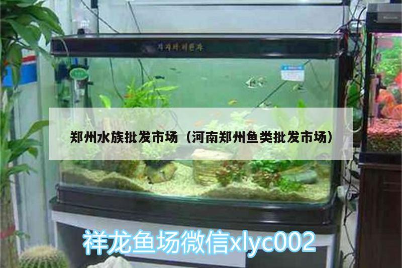 郑州水族批发市场（河南郑州鱼类批发市场） 观赏鱼水族批发市场