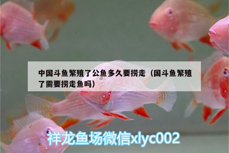 中国斗鱼繁殖了公鱼多久要捞走（国斗鱼繁殖了需要捞走鱼吗）