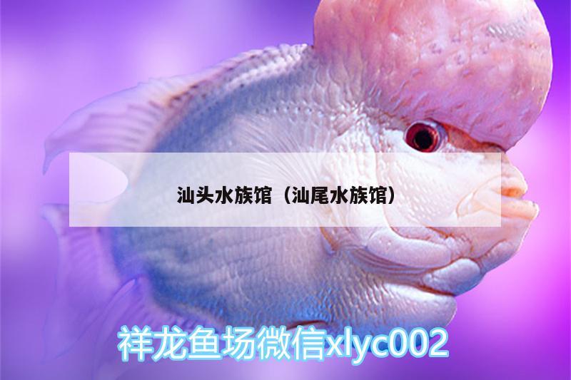 汕头水族馆（汕尾水族馆） 白化巴西龟（白巴）