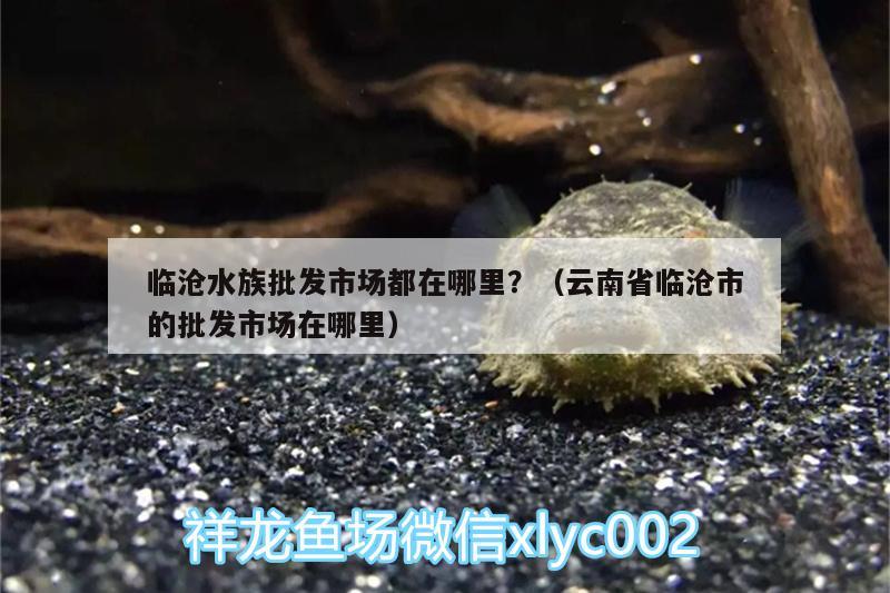 临沧水族批发市场都在哪里？（云南省临沧市的批发市场在哪里） 观赏鱼水族批发市场