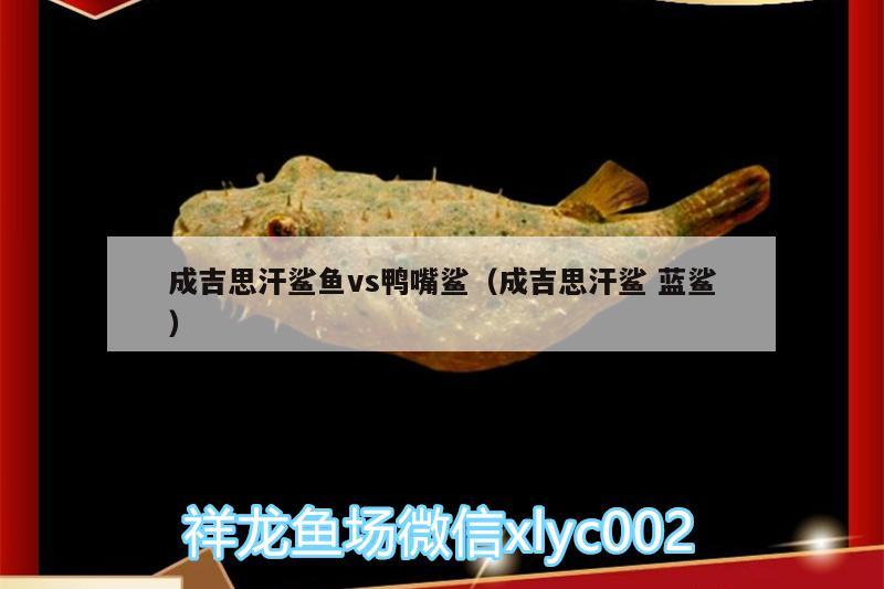 成吉思汗鲨鱼vs鸭嘴鲨（成吉思汗鲨蓝鲨）