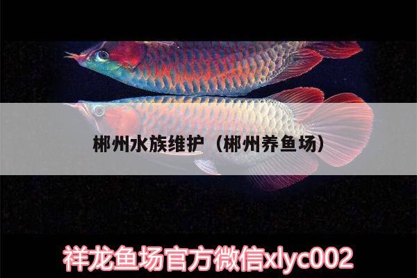 郴州水族维护（郴州养鱼场）