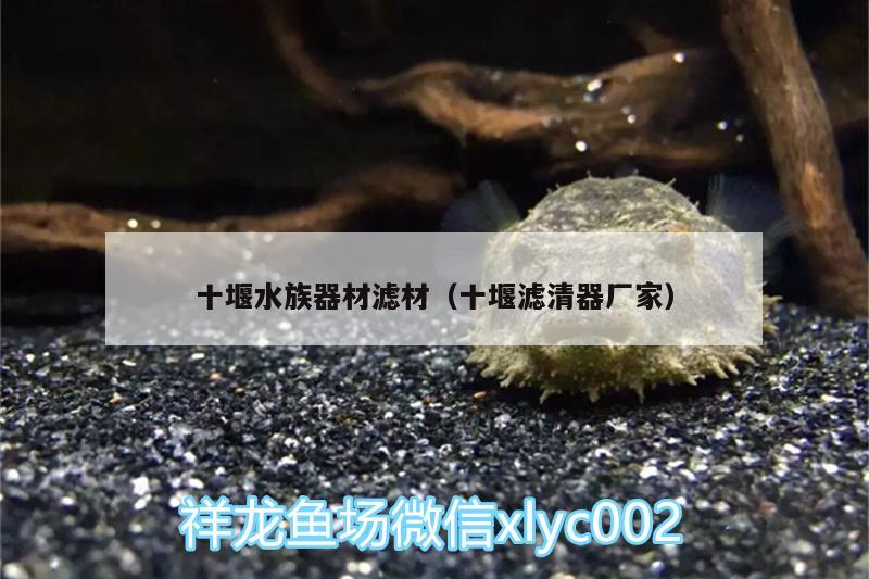 十堰水族器材滤材（十堰滤清器厂家） 金头过背金龙鱼