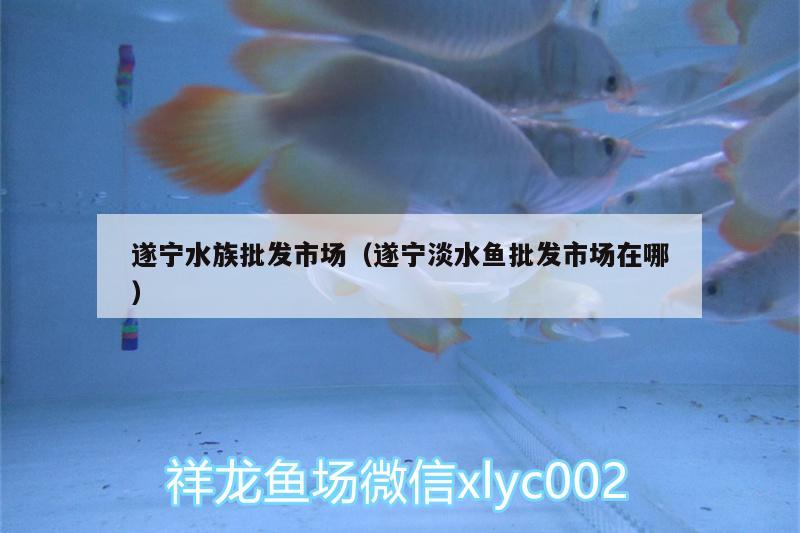 遂宁水族批发市场（遂宁淡水鱼批发市场在哪） 观赏鱼水族批发市场 第1张