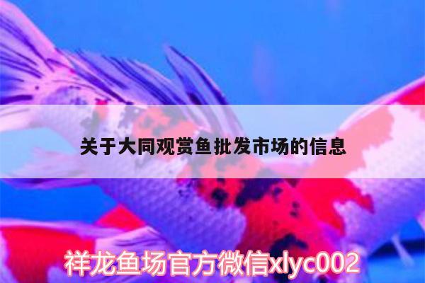 关于大同观赏鱼批发市场的信息 观赏鱼批发