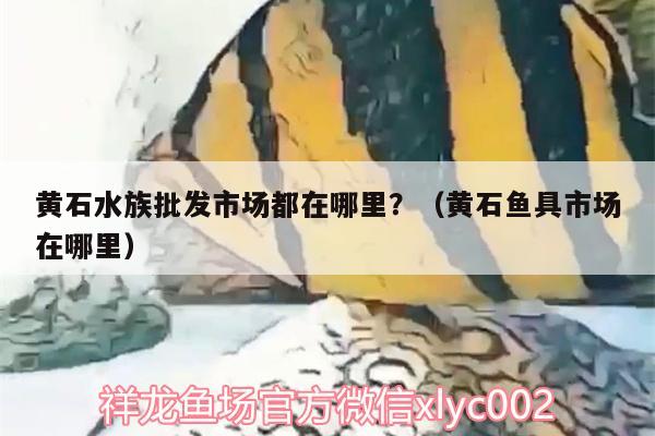 黄石水族批发市场都在哪里？（黄石鱼具市场在哪里） 观赏鱼水族批发市场