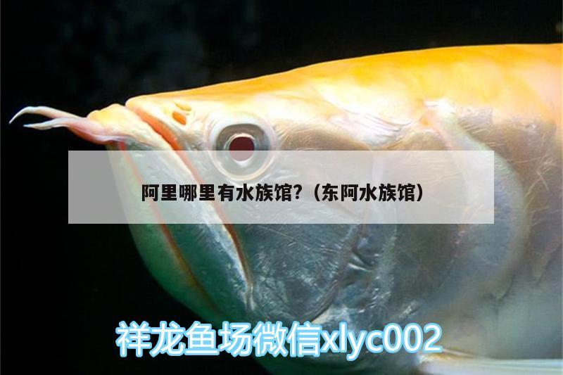 阿里哪里有水族馆?（东阿水族馆） 二氧化碳设备