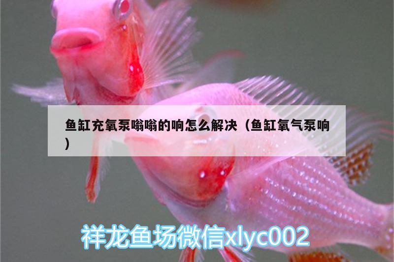 鱼缸充氧泵嗡嗡的响怎么解决（鱼缸氧气泵响） 泰庞海莲鱼