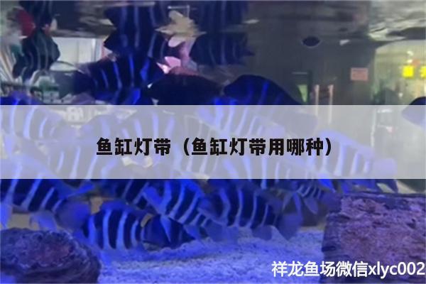 鱼缸灯带（鱼缸灯带用哪种） 水族维护服务（上门）