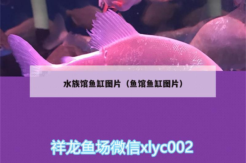 水族馆鱼缸图片（鱼馆鱼缸图片）