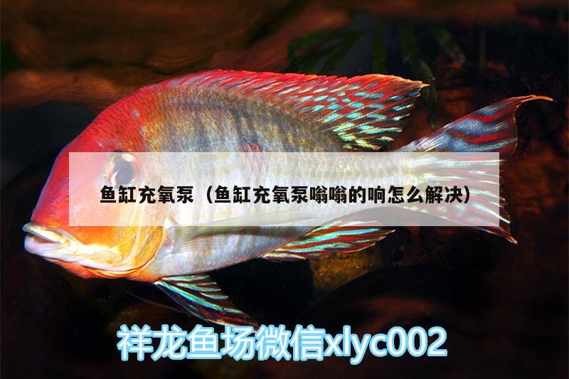 鱼缸充氧泵（鱼缸充氧泵嗡嗡的响怎么解决） 过滤设备