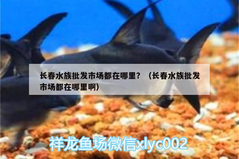 长春水族批发市场都在哪里？（长春水族批发市场都在哪里啊）