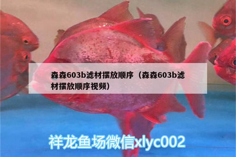 森森603b滤材摆放顺序（森森603b滤材摆放顺序视频）