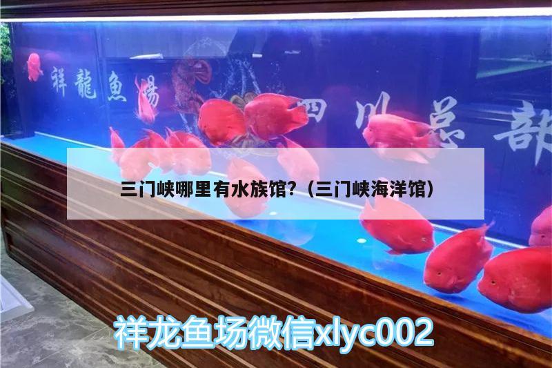 三门峡哪里有水族馆?（三门峡海洋馆） 圣菲埃及鱼