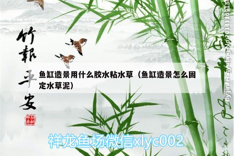 鱼缸造景用什么胶水粘水草（鱼缸造景怎么固定水草泥） 水草