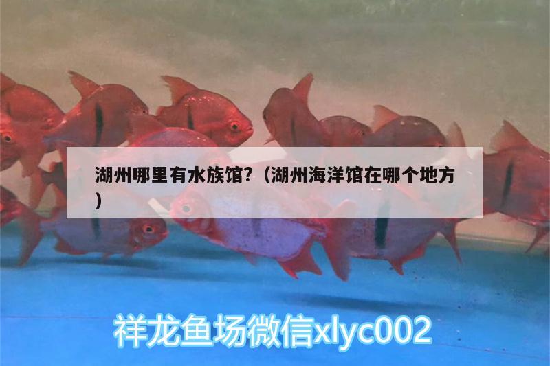 湖州哪里有水族馆?（湖州海洋馆在哪个地方）