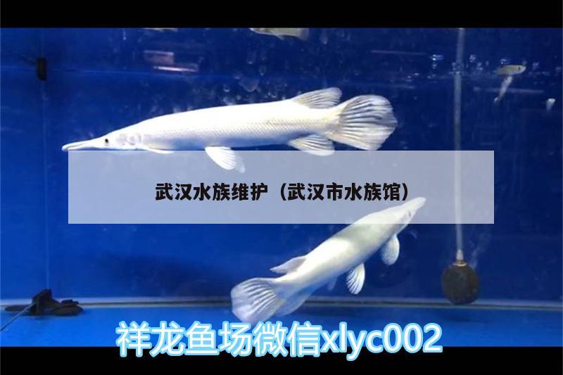 武汉水族维护（武汉市水族馆） 黑白双星鱼