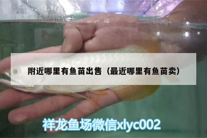 附近哪里有鱼苗出售（最近哪里有鱼苗卖） 鱼缸等水族设备