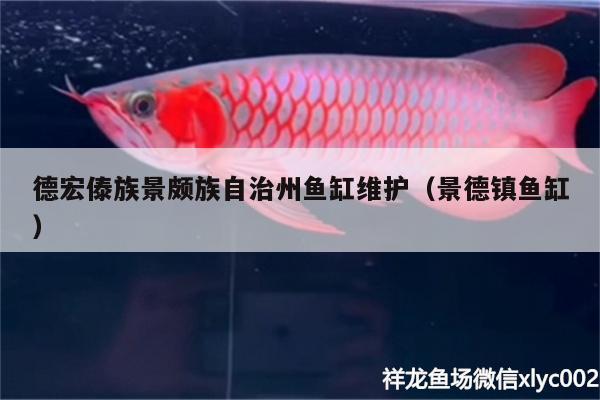 德宏傣族景颇族自治州鱼缸维护（景德镇鱼缸）