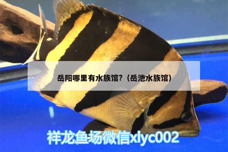 岳阳哪里有水族馆?（岳池水族馆） 白子黑帝王魟鱼