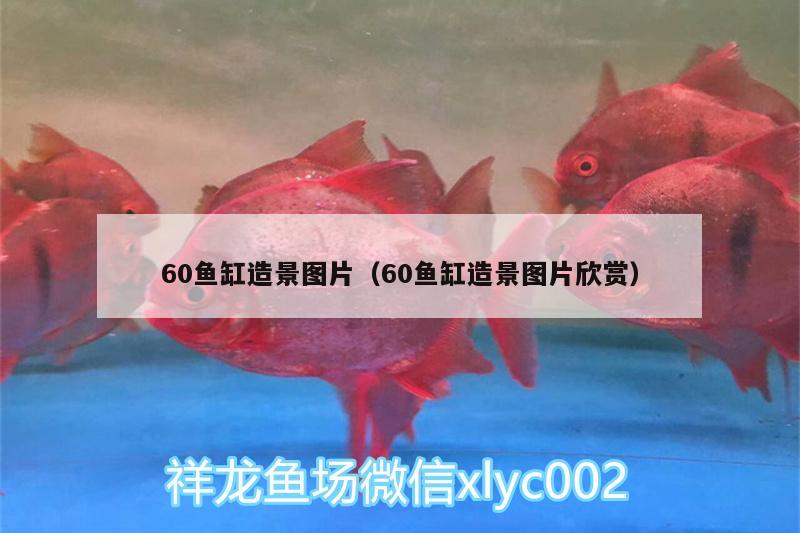 60鱼缸造景图片（60鱼缸造景图片欣赏） 白子金龙鱼