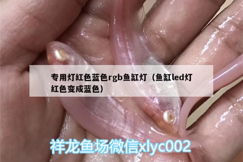 专用灯红色蓝色rgb鱼缸灯（鱼缸led灯红色变成蓝色） 飞凤鱼 第2张