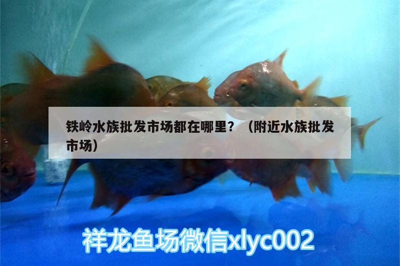 铁岭水族批发市场都在哪里？（附近水族批发市场）