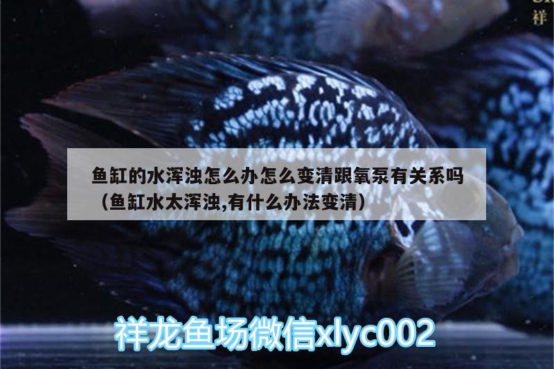 鱼缸的水浑浊怎么办怎么变清跟氧泵有关系吗（鱼缸水太浑浊,有什么办法变清） 球鲨鱼