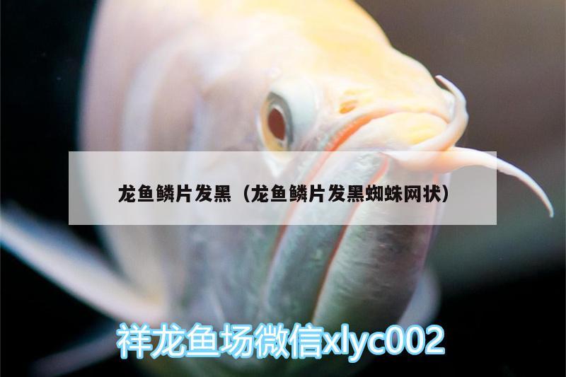 龙鱼鳞片发黑（龙鱼鳞片发黑蜘蛛网状） 野彩鱼