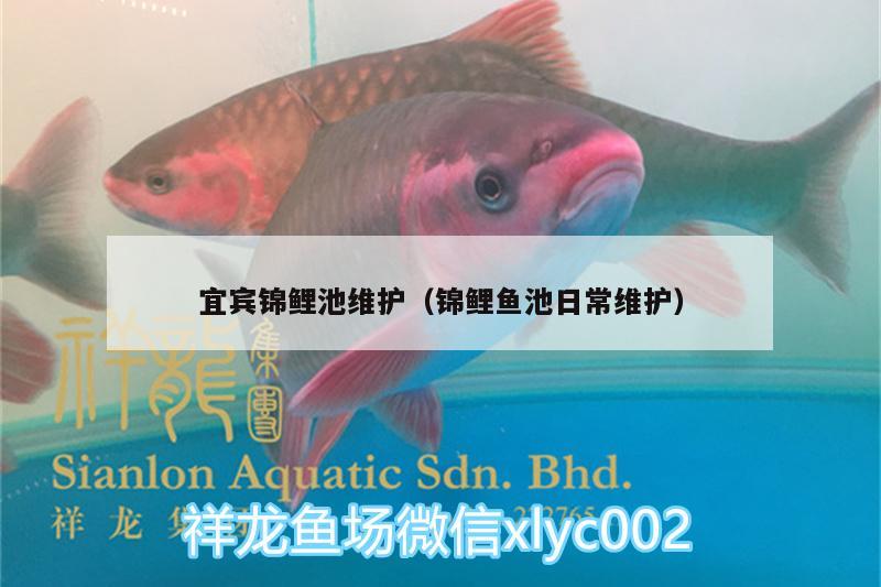 宜宾锦鲤池维护（锦鲤鱼池日常维护） 其它水族用具设备