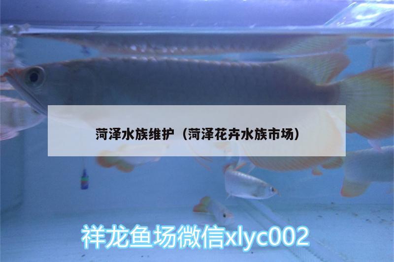 菏泽水族维护（菏泽花卉水族市场） 其它水族用具设备