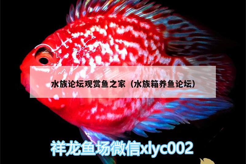 水族论坛观赏鱼之家（水族箱养鱼论坛） 鱼缸/水族箱 第2张