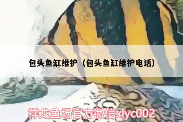 包头鱼缸维护（包头鱼缸维护电话） 红老虎鱼