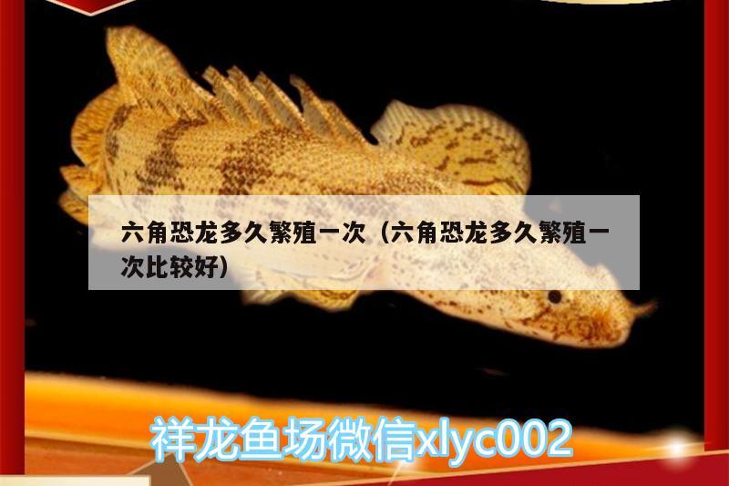 六角恐龙多久繁殖一次（六角恐龙多久繁殖一次比较好） 广州水族器材滤材批发市场