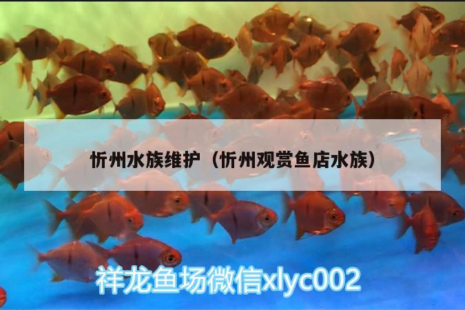 忻州水族维护（忻州观赏鱼店水族）